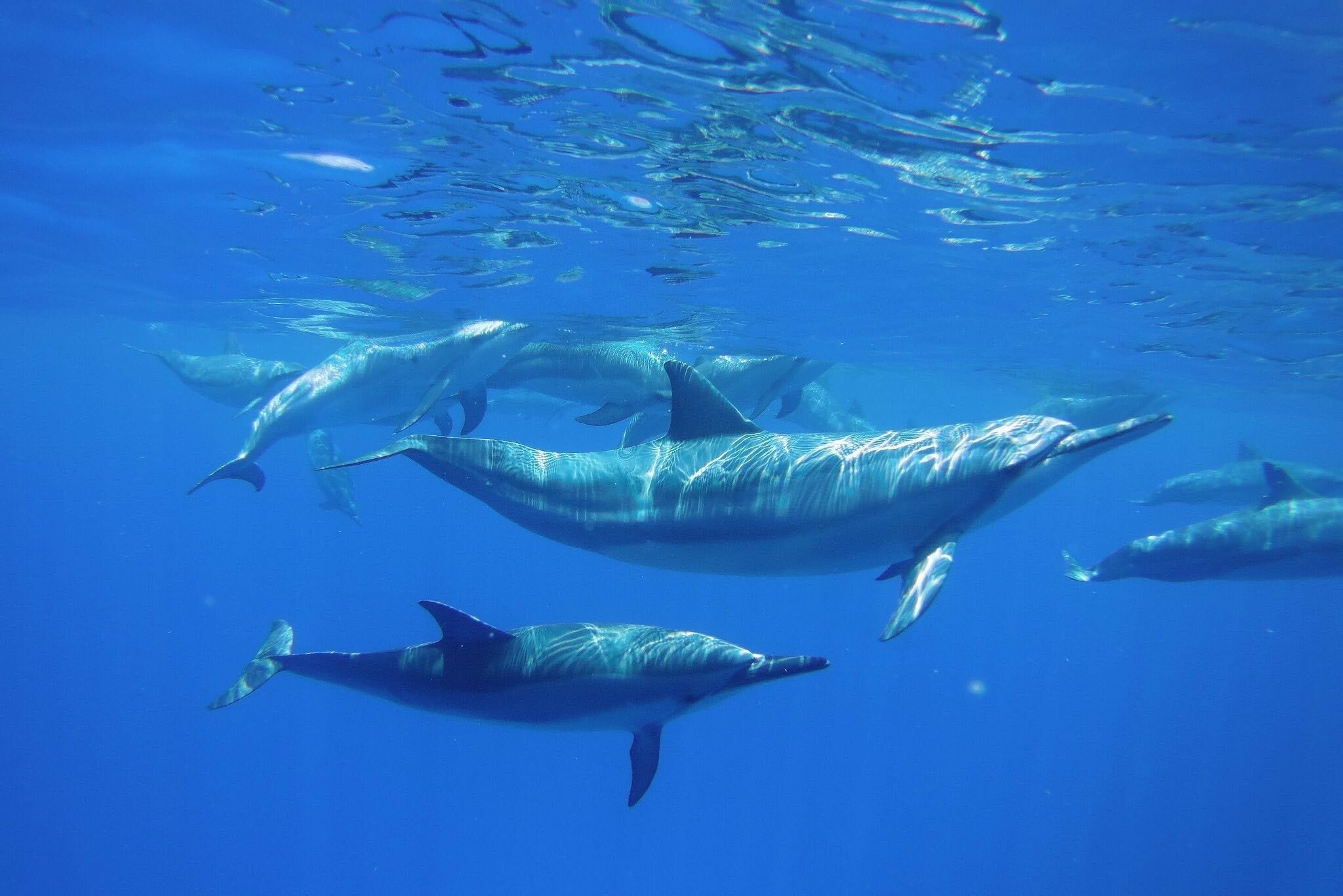 Abenteuer-Reisen - was ist für dich wirklich wahr? Delfine