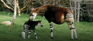 Kongo - die letzten Okapis vor Goldbergbau retten!