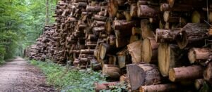 Nigeria - Holzfäller in den Regenwäldern stoppen! (Petition)